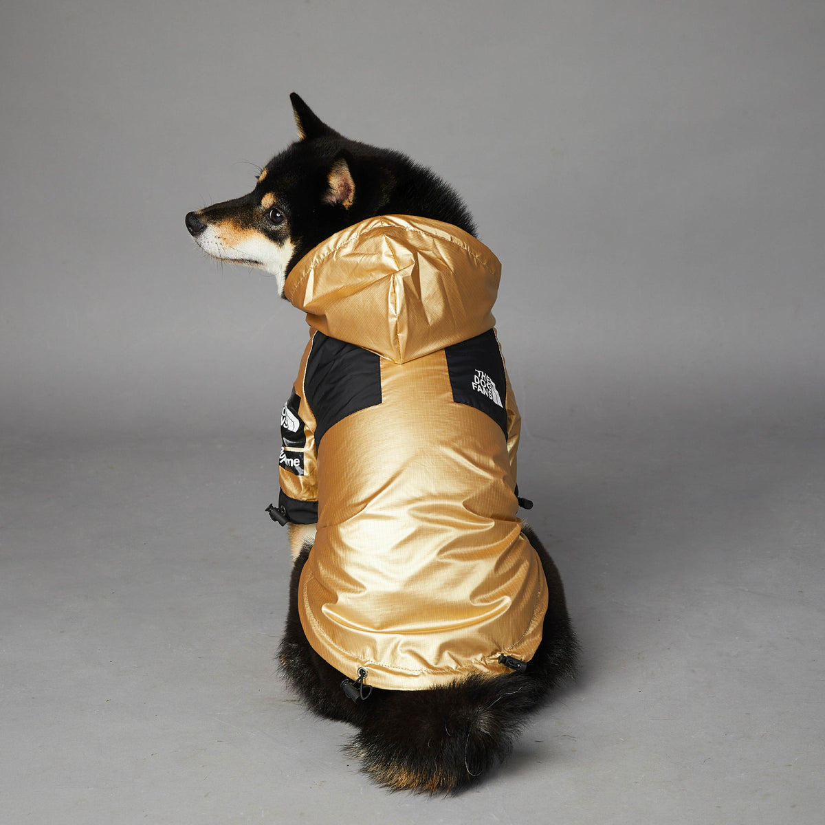 Perro de espaldas con chubasquero dorado con capucha puesta