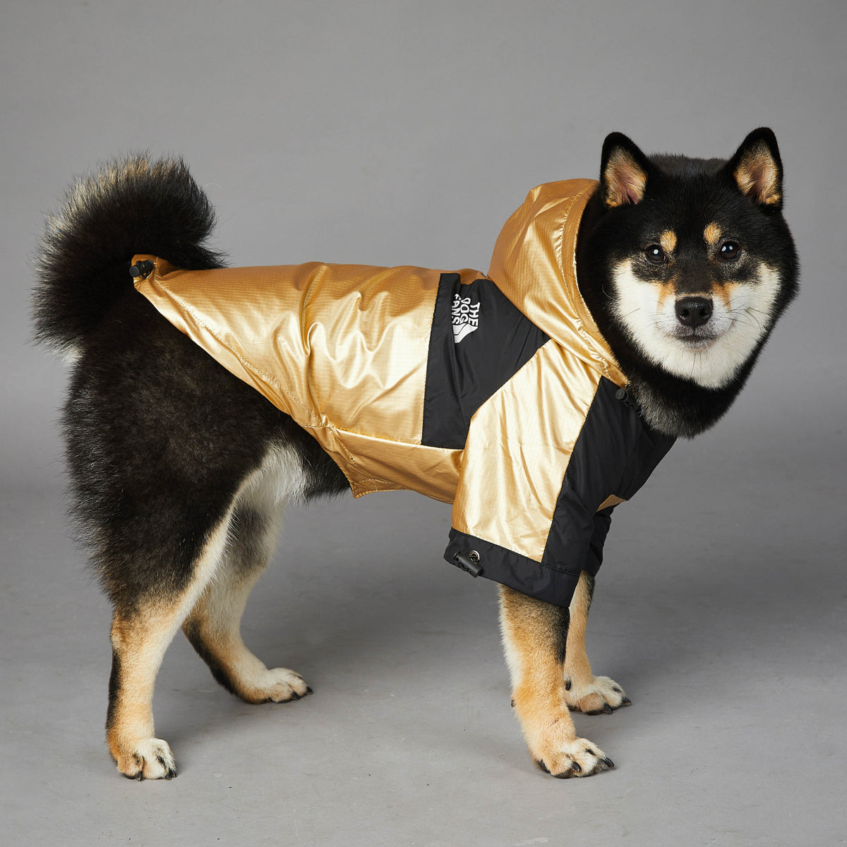 Perro de lado con chubasquero dorado y negro