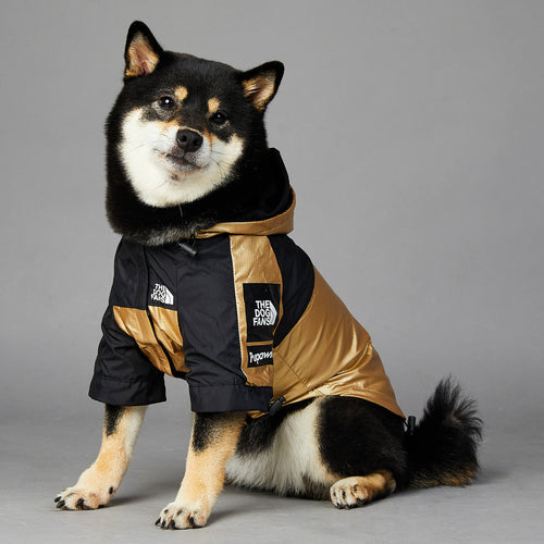 Perro con chubasquero dorado y negro con capucha, sentado de frente